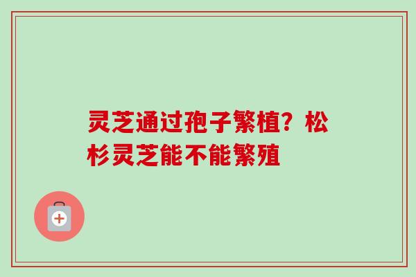 灵芝通过孢子繁植？松杉灵芝能不能繁殖