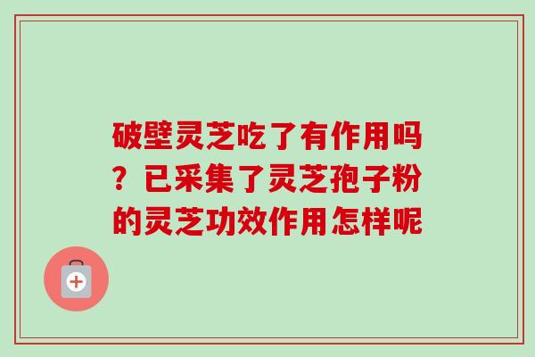 破壁灵芝吃了有作用吗?已采集了灵芝孢子粉的灵芝功效作用怎样呢 破壁灵芝吃了有作用吗?已采集了灵芝孢子粉的灵芝功效作用怎样呢
