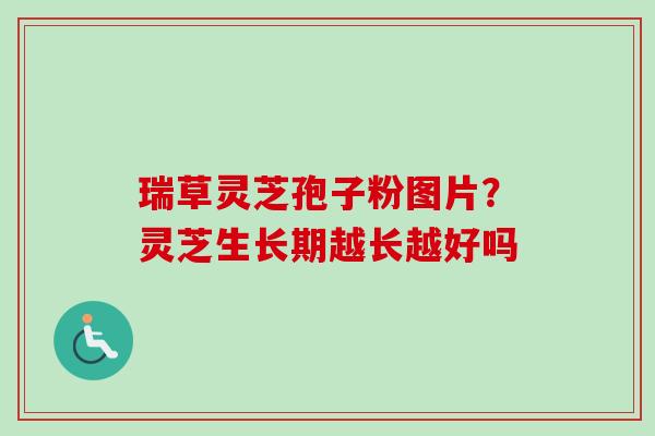 瑞草灵芝孢子粉图片？灵芝生长期越长越好吗