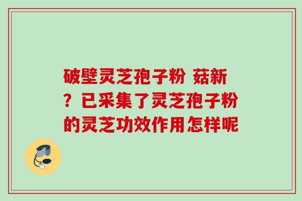 破壁灵芝孢子粉 菇新?已采集了灵芝孢子粉的灵芝功效作用怎样呢 破壁灵芝孢子粉 菇新?已采集了灵芝孢子粉的灵芝功效作用怎样呢