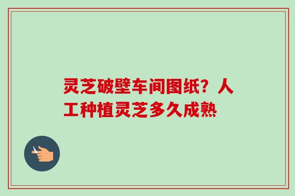 灵芝破壁车间图纸？人工种植灵芝多久成熟