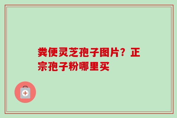 粪便灵芝孢子图片?正宗孢子粉哪里买 粪便灵芝孢子图片?正宗孢子粉哪里买