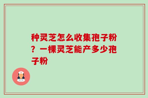 种灵芝怎么收集孢子粉？一棵灵芝能产多少孢子粉