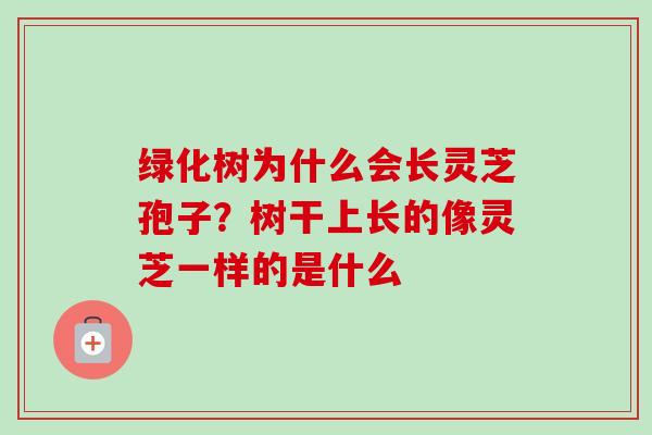 绿化树为什么会长灵芝孢子?树干上长的像灵芝一样的是什么 绿化树为什么会长灵芝孢子?树干上长的像灵芝一样的是什么