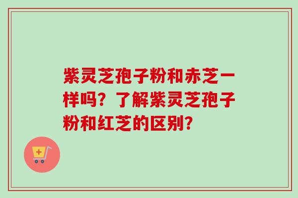 紫灵芝孢子粉和赤芝一样吗？了解紫灵芝孢子粉和红芝的区别？