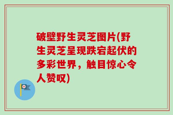 破壁野生灵芝图片(野生灵芝呈现跌宕起伏的多彩世界,触目惊心令人赞叹) 破壁野生灵芝图片(野生灵芝呈现跌宕起伏的多彩世界,触目惊心令人赞叹)