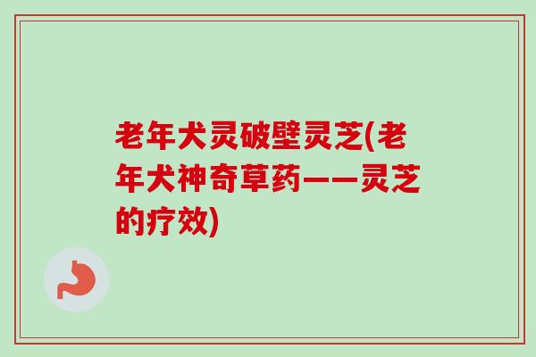 老年犬灵破壁灵芝(老年犬神奇草药——灵芝的疗效) 老年犬灵破壁灵芝(老年犬神奇草药——灵芝的疗效)