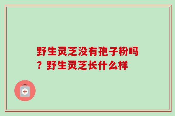 野生灵芝没有孢子粉吗？野生灵芝长什么样