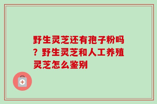 野生灵芝还有孢子粉吗?野生灵芝和人工养殖灵芝怎么鉴别 野生灵芝还有孢子粉吗?野生灵芝和人工养殖灵芝怎么鉴别