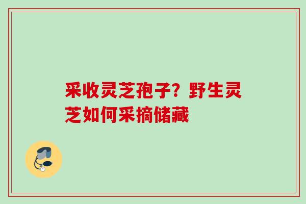 采收灵芝孢子?野生灵芝如何采摘储藏 采收灵芝孢子?野生灵芝如何采摘储藏
