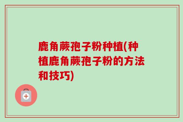 鹿角蕨孢子粉种植(种植鹿角蕨孢子粉的方法和技巧) 鹿角蕨孢子粉种植(种植鹿角蕨孢子粉的方法和技巧)