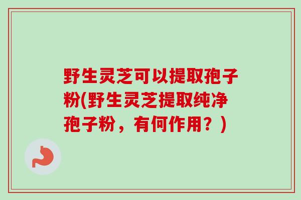 野生灵芝可以提取孢子粉(野生灵芝提取纯净孢子粉,有何作用?) 野生灵芝可以提取孢子粉(野生灵芝提取纯净孢子粉,有何作用?)