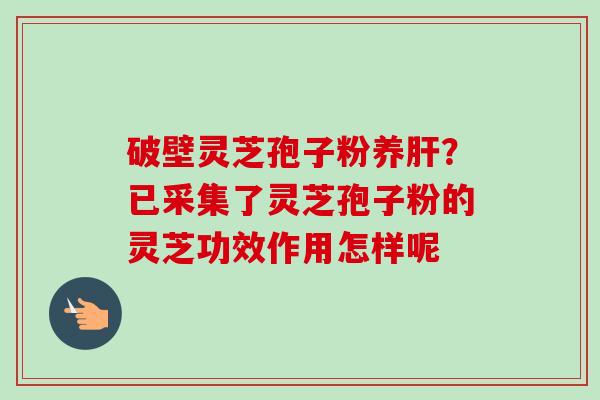 破壁灵芝孢子粉养?已采集了灵芝孢子粉的灵芝功效作用怎样呢 破壁灵芝孢子粉养?已采集了灵芝孢子粉的灵芝功效作用怎样呢