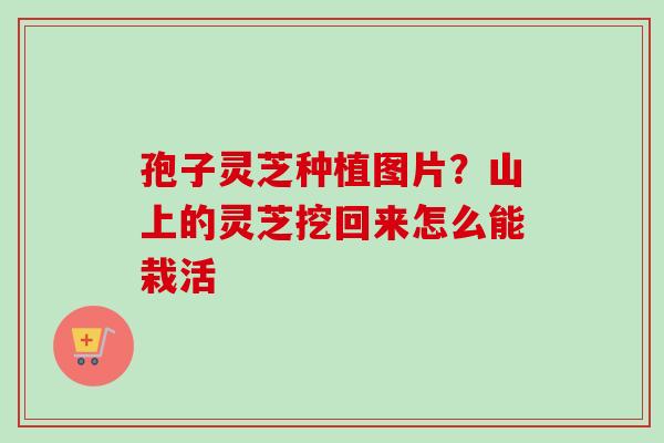 孢子灵芝种植图片?山上的灵芝挖回来怎么能栽活 孢子灵芝种植图片?山上的灵芝挖回来怎么能栽活