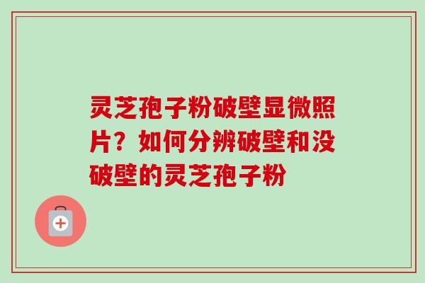 灵芝孢子粉破壁显微照片?如何分辨破壁和没破壁的灵芝孢子粉 灵芝孢子粉破壁显微照片?如何分辨破壁和没破壁的灵芝孢子粉