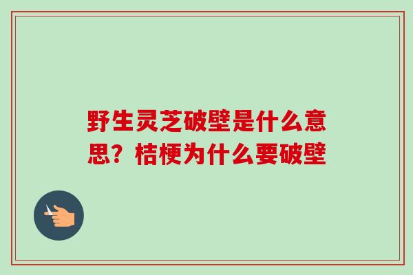 野生灵芝破壁是什么意思？桔梗为什么要破壁