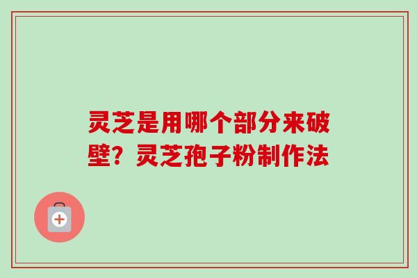 灵芝是用哪个部分来破壁?灵芝孢子粉制作法 灵芝是用哪个部分来破壁?灵芝孢子粉制作法