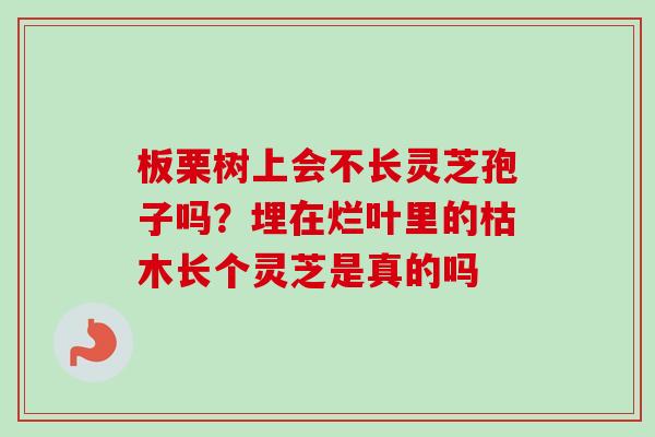 板栗树上会不长灵芝孢子吗？埋在烂叶里的枯木长个灵芝是真的吗