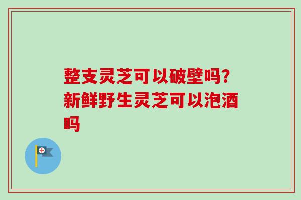 整支灵芝可以破壁吗?新鲜野生灵芝可以泡酒吗 整支灵芝可以破壁吗?新鲜野生灵芝可以泡酒吗
