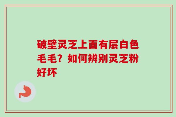 破壁灵芝上面有层白色毛毛?如何辨别灵芝粉好坏 破壁灵芝上面有层白色毛毛?如何辨别灵芝粉好坏