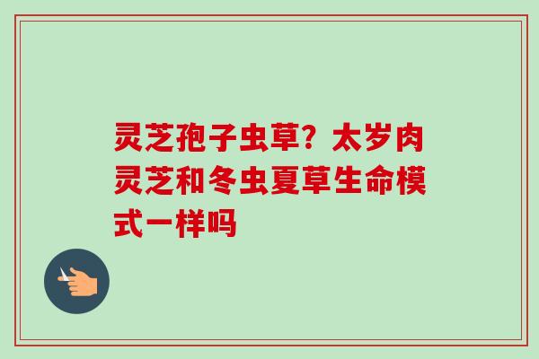 灵芝孢子虫草?太岁肉灵芝和冬虫夏草生命模式一样吗 灵芝孢子虫草?太岁肉灵芝和冬虫夏草生命模式一样吗