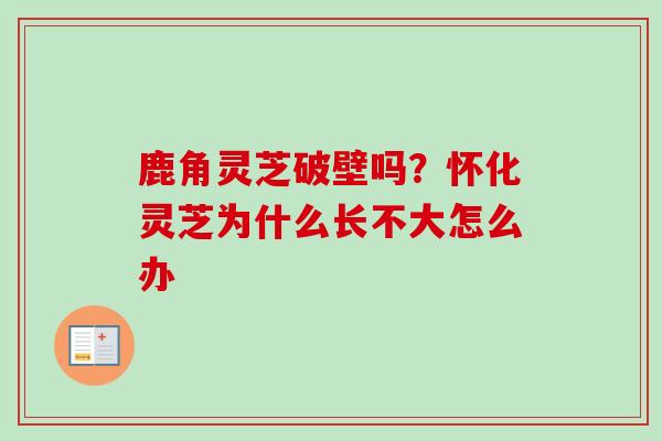 鹿角灵芝破壁吗?怀化灵芝为什么长不大怎么办 鹿角灵芝破壁吗?怀化灵芝为什么长不大怎么办