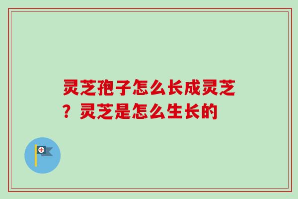 灵芝孢子怎么长成灵芝?灵芝是怎么生长的 灵芝孢子怎么长成灵芝?灵芝是怎么生长的