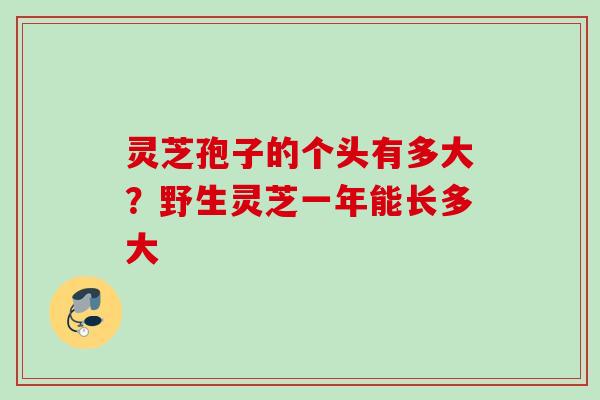 灵芝孢子的个头有多大?野生灵芝一年能长多大 灵芝孢子的个头有多大?野生灵芝一年能长多大