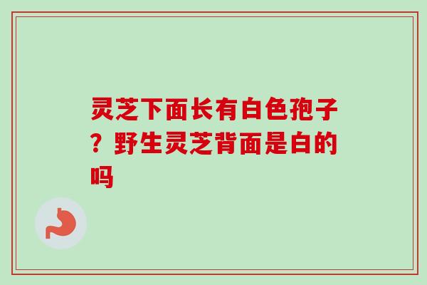灵芝下面长有白色孢子?野生灵芝背面是白的吗 灵芝下面长有白色孢子?野生灵芝背面是白的吗
