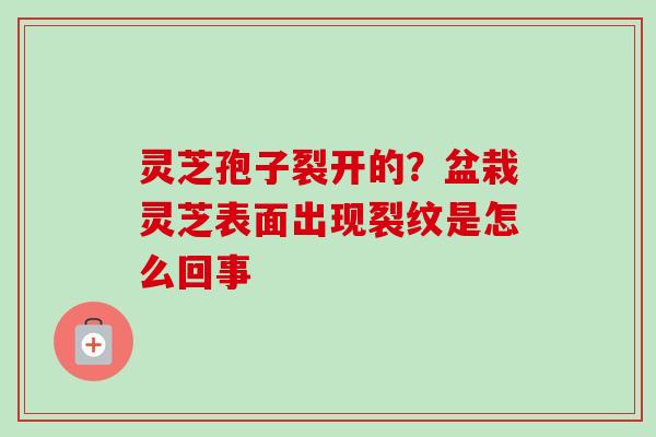 灵芝孢子裂开的？盆栽灵芝表面出现裂纹是怎么回事