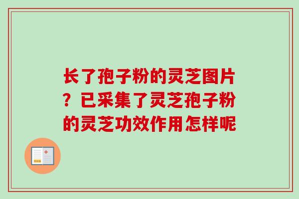 长了孢子粉的灵芝图片?已采集了灵芝孢子粉的灵芝功效作用怎样呢 长了孢子粉的灵芝图片?已采集了灵芝孢子粉的灵芝功效作用怎样呢