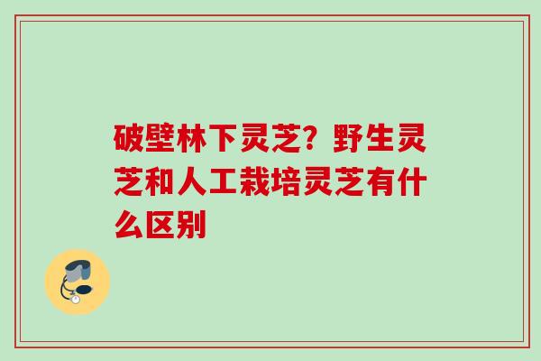 破壁林下灵芝?野生灵芝和人工栽培灵芝有什么区别 破壁林下灵芝?野生灵芝和人工栽培灵芝有什么区别