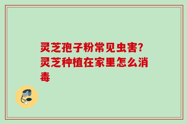 灵芝孢子粉常见虫害？灵芝种植在家里怎么消毒