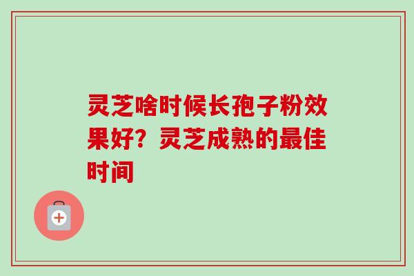 灵芝啥时候长孢子粉效果好?灵芝成熟的佳时间 灵芝啥时候长孢子粉效果好?灵芝成熟的佳时间