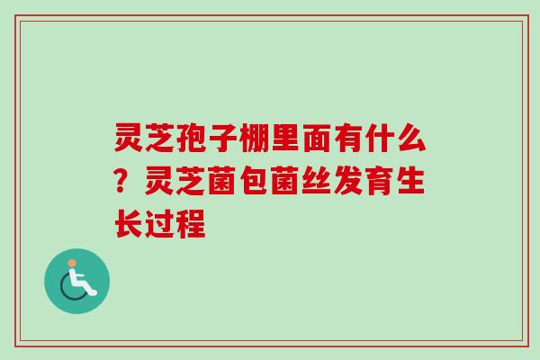 灵芝孢子棚里面有什么？灵芝菌包菌丝发育生长过程