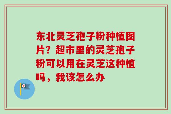 东北灵芝孢子粉种植图片?超市里的灵芝孢子粉可以用在灵芝这种植吗,我该怎么办 东北灵芝孢子粉种植图片?超市里的灵芝孢子粉可以用在灵芝这种植吗,我该怎么办