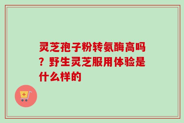 灵芝孢子粉转氨酶高吗?野生灵芝服用体验是什么样的 灵芝孢子粉转氨酶高吗?野生灵芝服用体验是什么样的