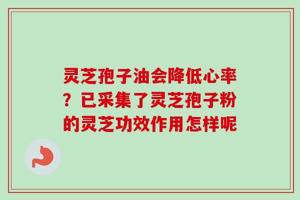 灵芝孢子油会降低心率？已采集了灵芝孢子粉的灵芝功效作用怎样呢