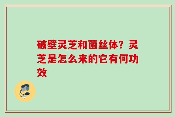 破壁灵芝和菌丝体？灵芝是怎么来的它有何功效