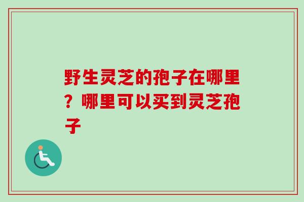 野生灵芝的孢子在哪里?哪里可以买到灵芝孢子 野生灵芝的孢子在哪里?哪里可以买到灵芝孢子