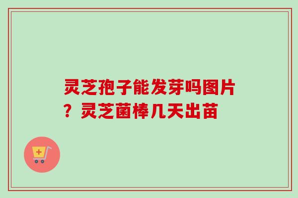 灵芝孢子能发芽吗图片?灵芝菌棒几天出苗 灵芝孢子能发芽吗图片?灵芝菌棒几天出苗
