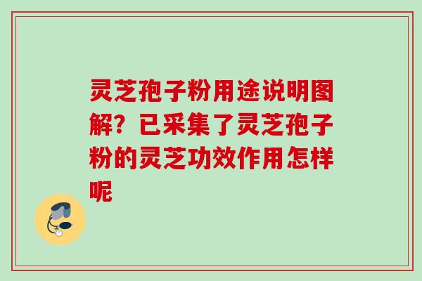 灵芝孢子粉用途说明图解?已采集了灵芝孢子粉的灵芝功效作用怎样呢 灵芝孢子粉用途说明图解?已采集了灵芝孢子粉的灵芝功效作用怎样呢