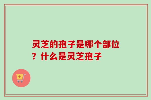 灵芝的孢子是哪个部位?什么是灵芝孢子 灵芝的孢子是哪个部位?什么是灵芝孢子