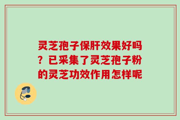 灵芝孢子效果好吗?已采集了灵芝孢子粉的灵芝功效作用怎样呢 灵芝孢子效果好吗?已采集了灵芝孢子粉的灵芝功效作用怎样呢