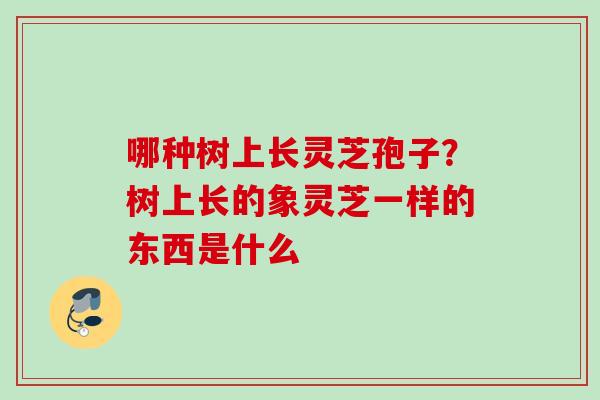 哪种树上长灵芝孢子?树上长的象灵芝一样的东西是什么 哪种树上长灵芝孢子?树上长的象灵芝一样的东西是什么