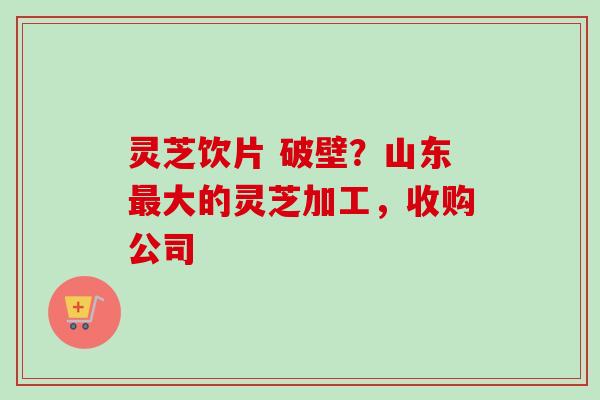 灵芝饮片 破壁？山东大的灵芝加工，收购公司