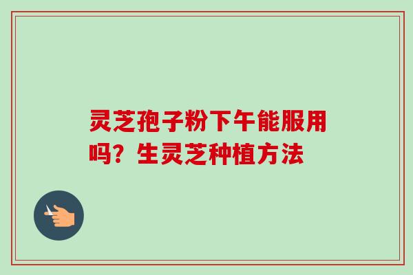 灵芝孢子粉下午能服用吗?生灵芝种植方法 灵芝孢子粉下午能服用吗?生灵芝种植方法