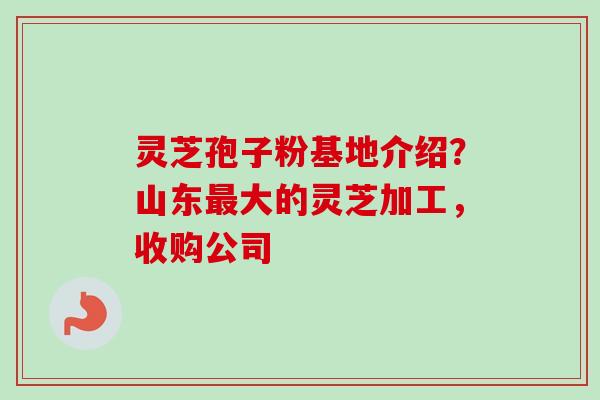 灵芝孢子粉基地介绍?山东大的灵芝加工,收购公司 灵芝孢子粉基地介绍?山东大的灵芝加工,收购公司