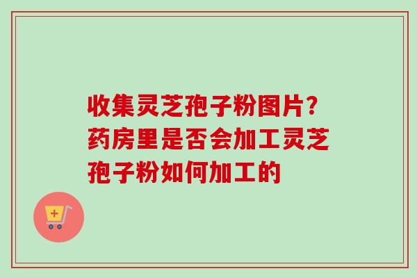 收集灵芝孢子粉图片?药房里是否会加工灵芝孢子粉如何加工的 收集灵芝孢子粉图片?药房里是否会加工灵芝孢子粉如何加工的