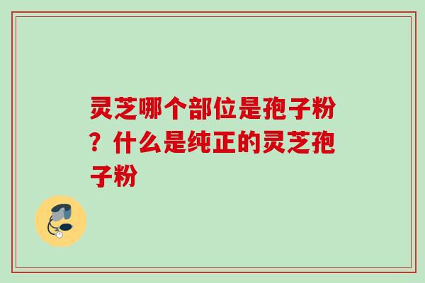 灵芝哪个部位是孢子粉?什么是纯正的灵芝孢子粉 灵芝哪个部位是孢子粉?什么是纯正的灵芝孢子粉